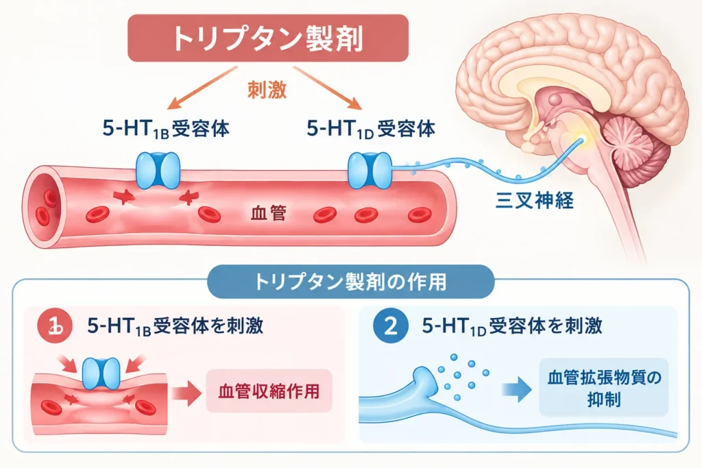 トリプタン