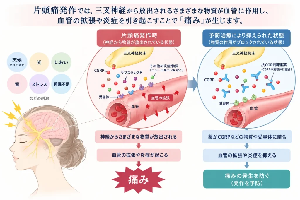CGRP